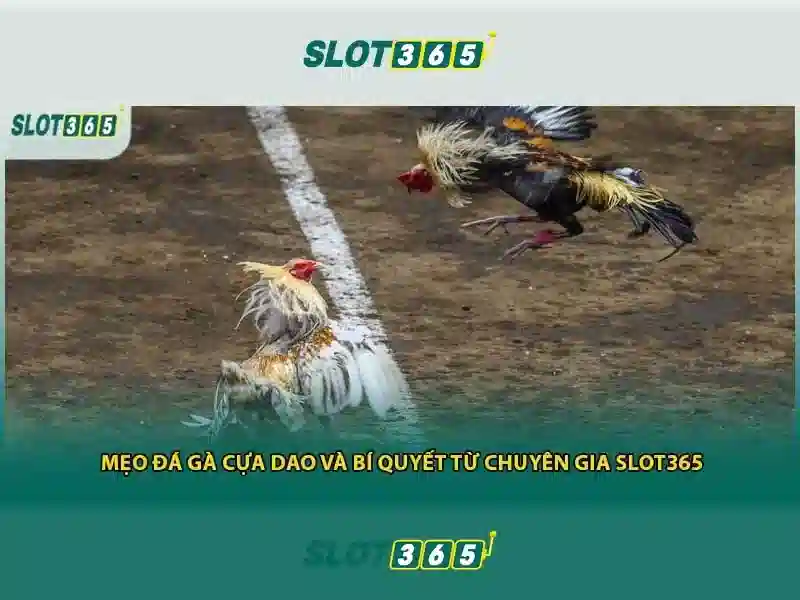 Slot365 - Trải nghiệm chơi slot trực tuyến đỉnh cao