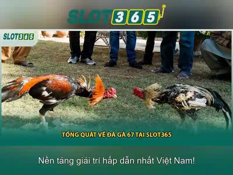 Slot365: Giới thiệu nền tảng chơi trực tuyến