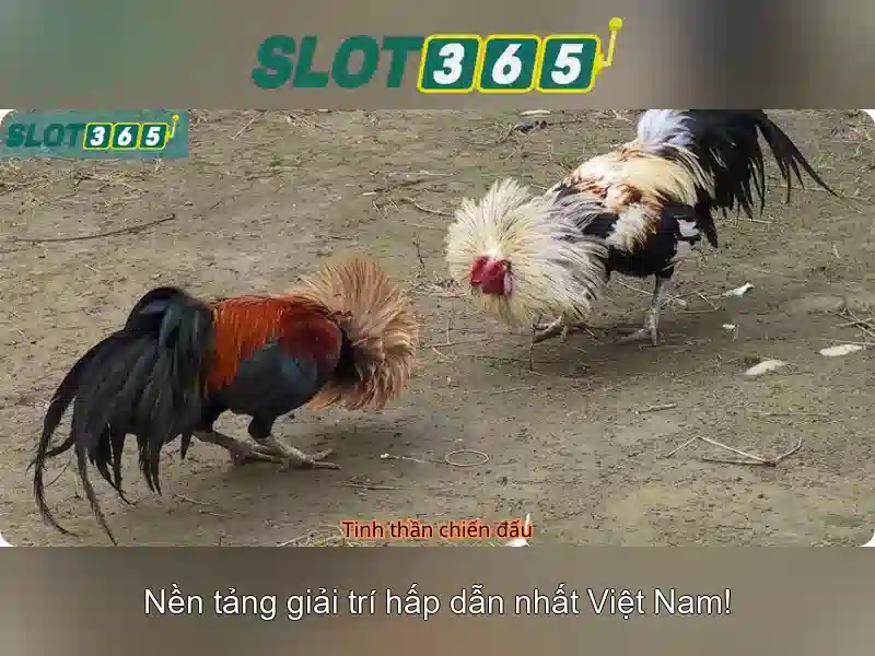 Slot365 - Sân chơi slot trực tuyến hàng đầu